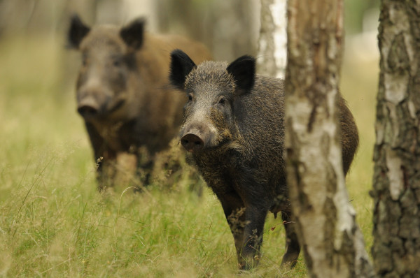 Jagdschulzentrum Köln-Bonn 