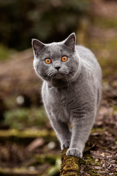 Tierfotografin Denise Heckelmann 