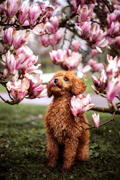 Tierfotografin Denise Heckelmann 