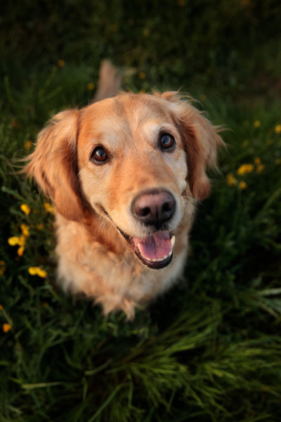 Tierfotografin Denise Heckelmann 