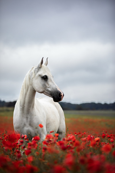 Tierfotografin Denise Heckelmann 