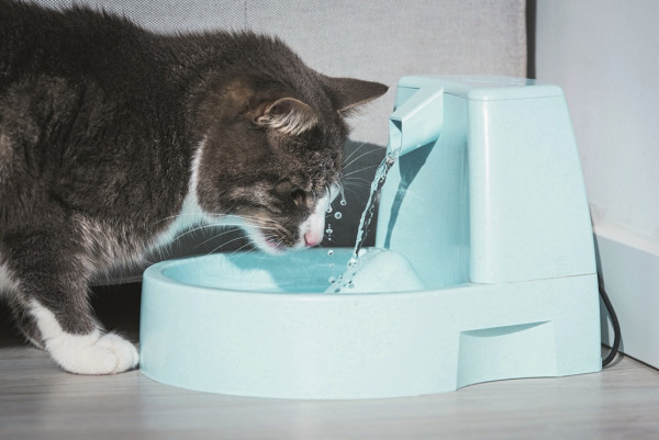 Tierische Abkühlung im Sommer 